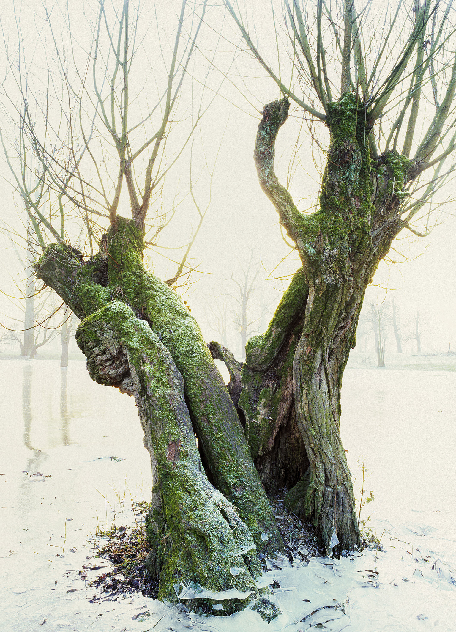 Frank van Groen