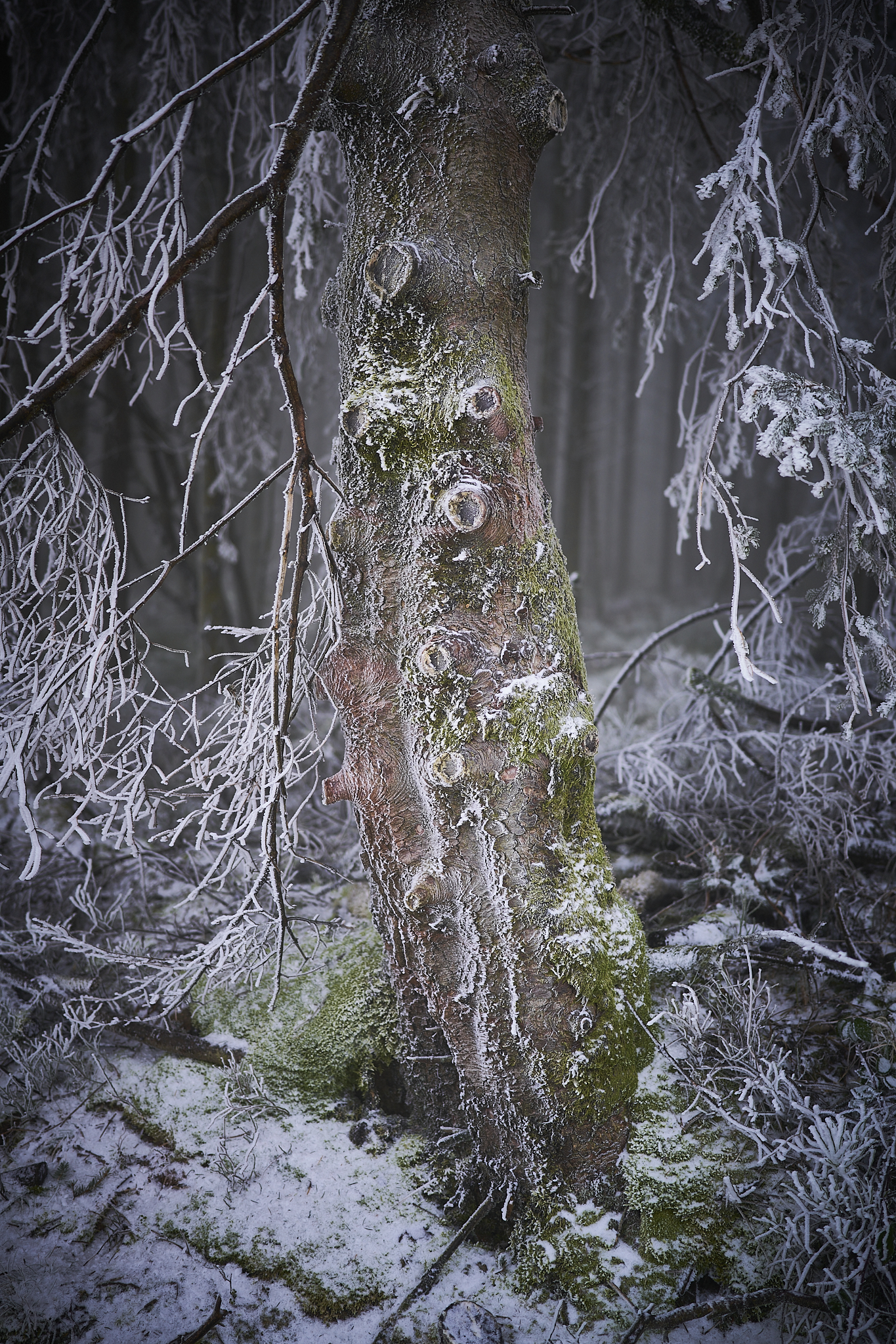 Hautes Fagnes, Belgien